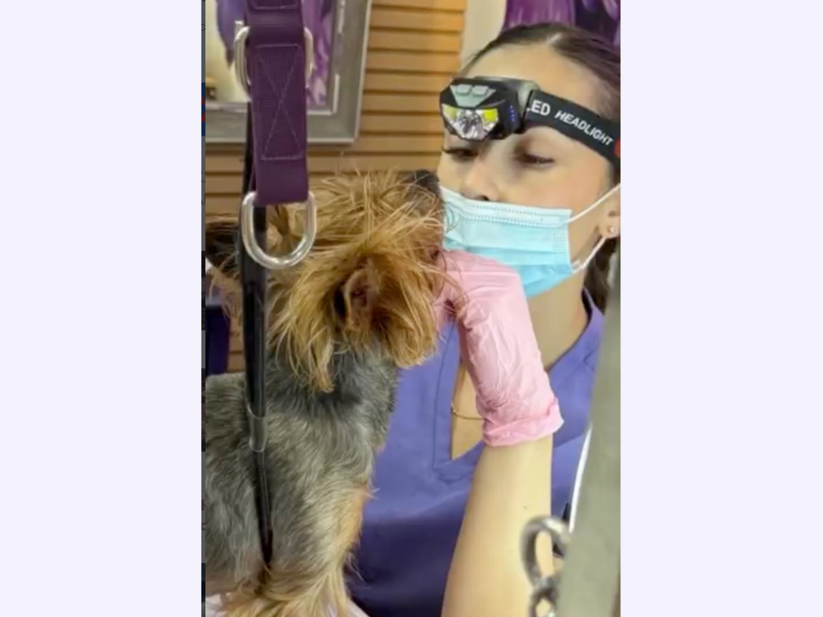 coco pet spa photo 3