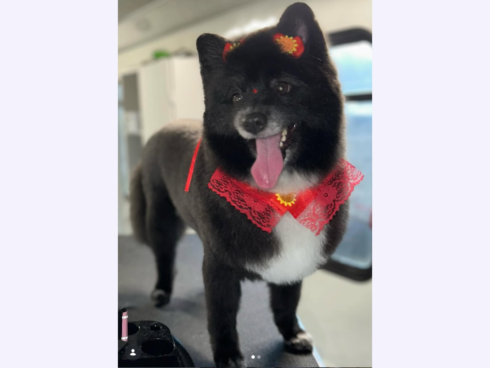 coco pet spa photo 2