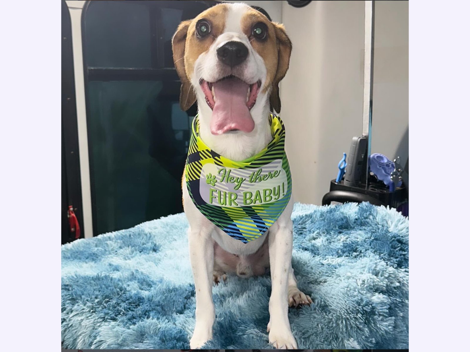 coco pet spa photo 1