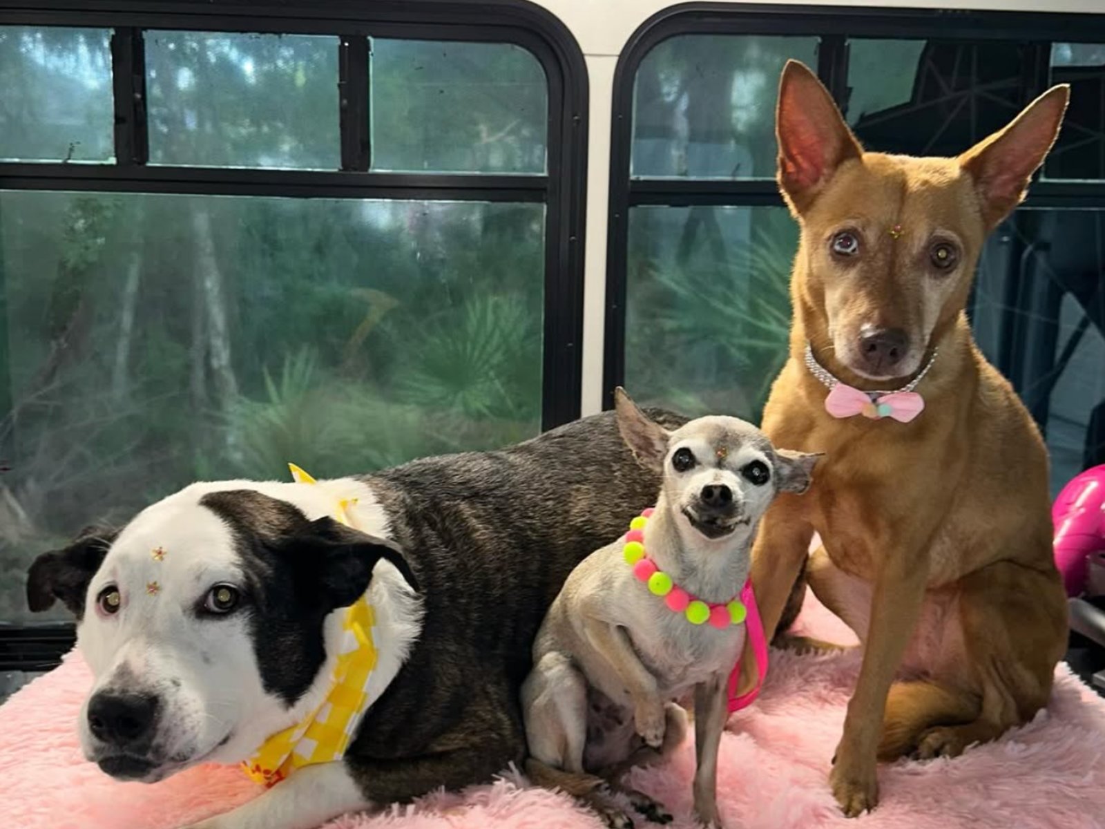 coco pet spa photo 4