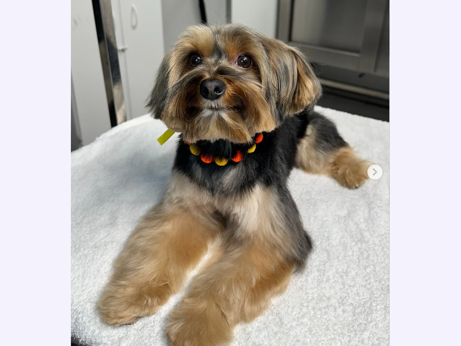 coco pet spa photo 5