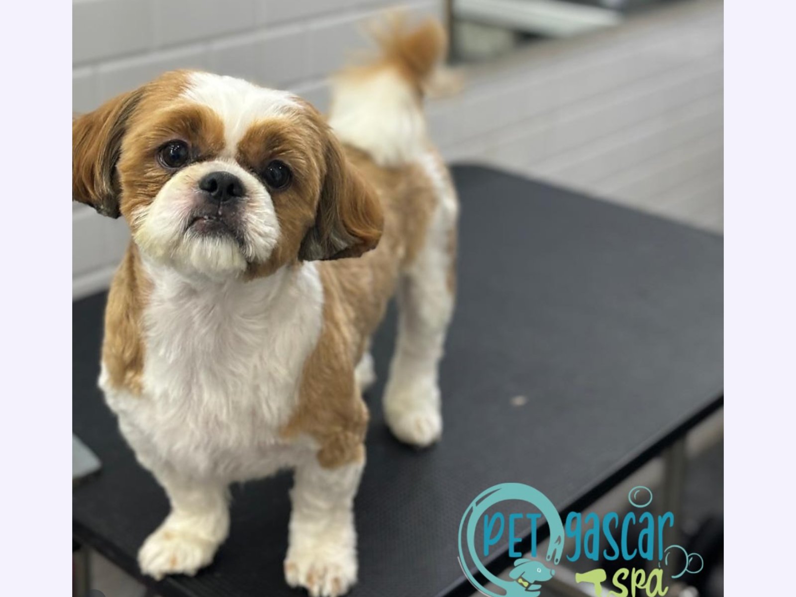 Petagascarr Pet Spa photo 3