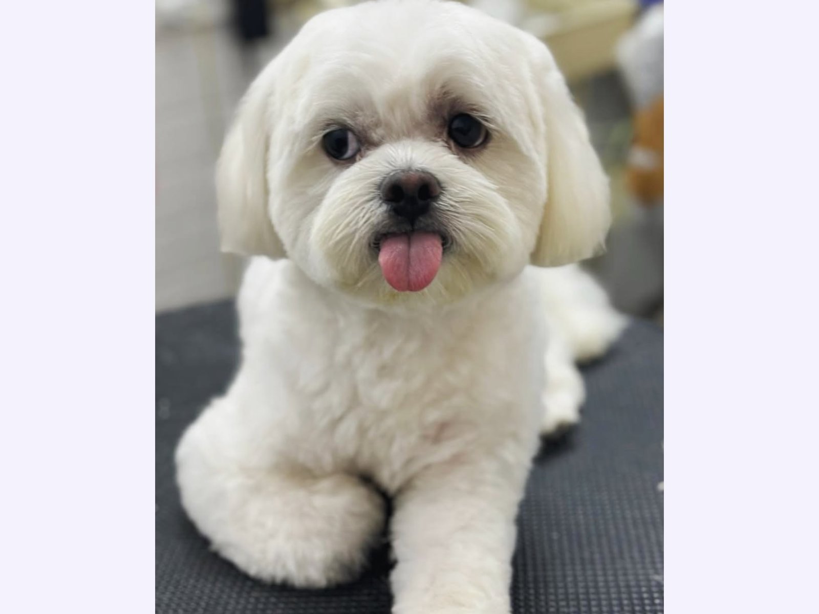 Petagascarr Pet Spa photo 2