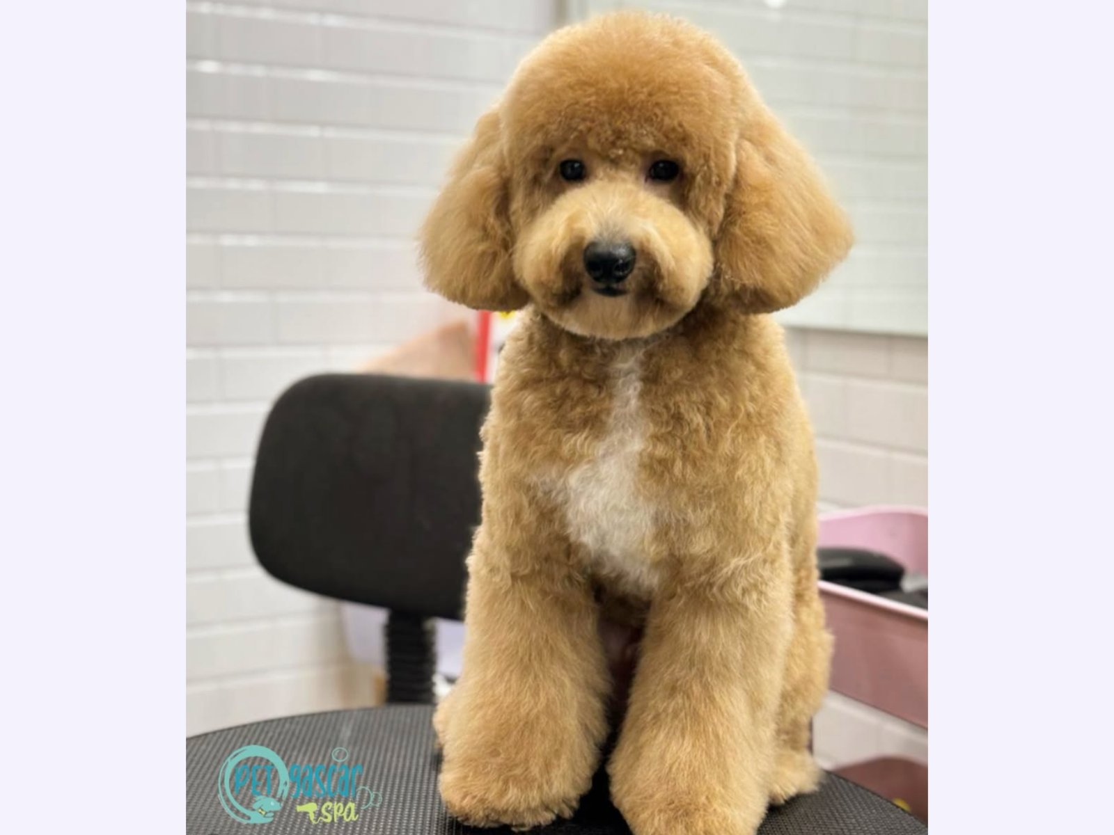 Petagascarr Pet Spa photo 1