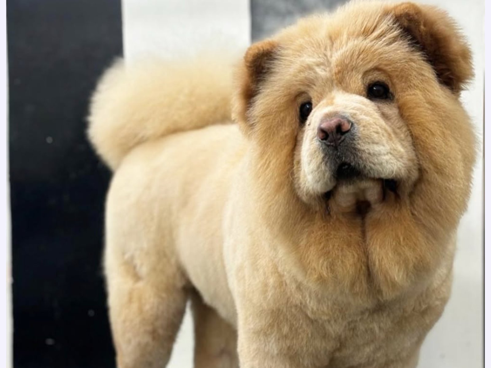 Petagascarr Pet Spa photo 5