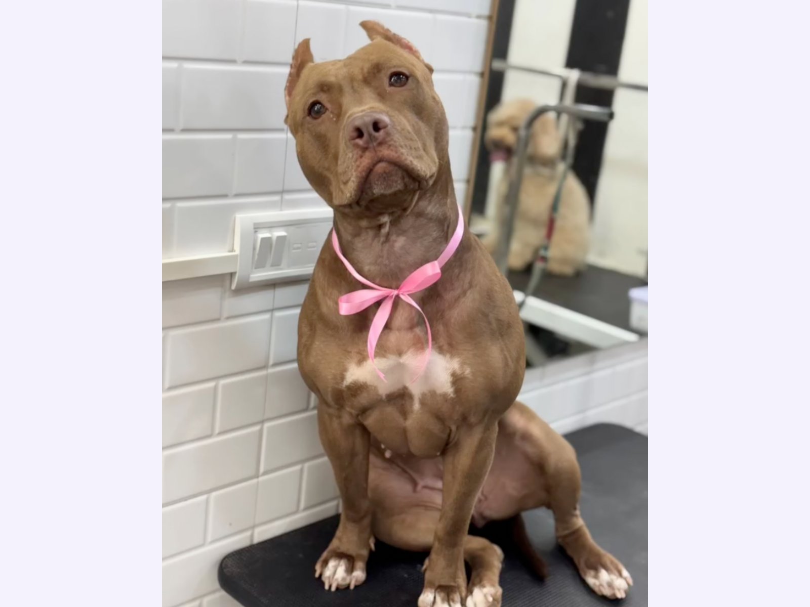 Petagascarr Pet Spa photo 4