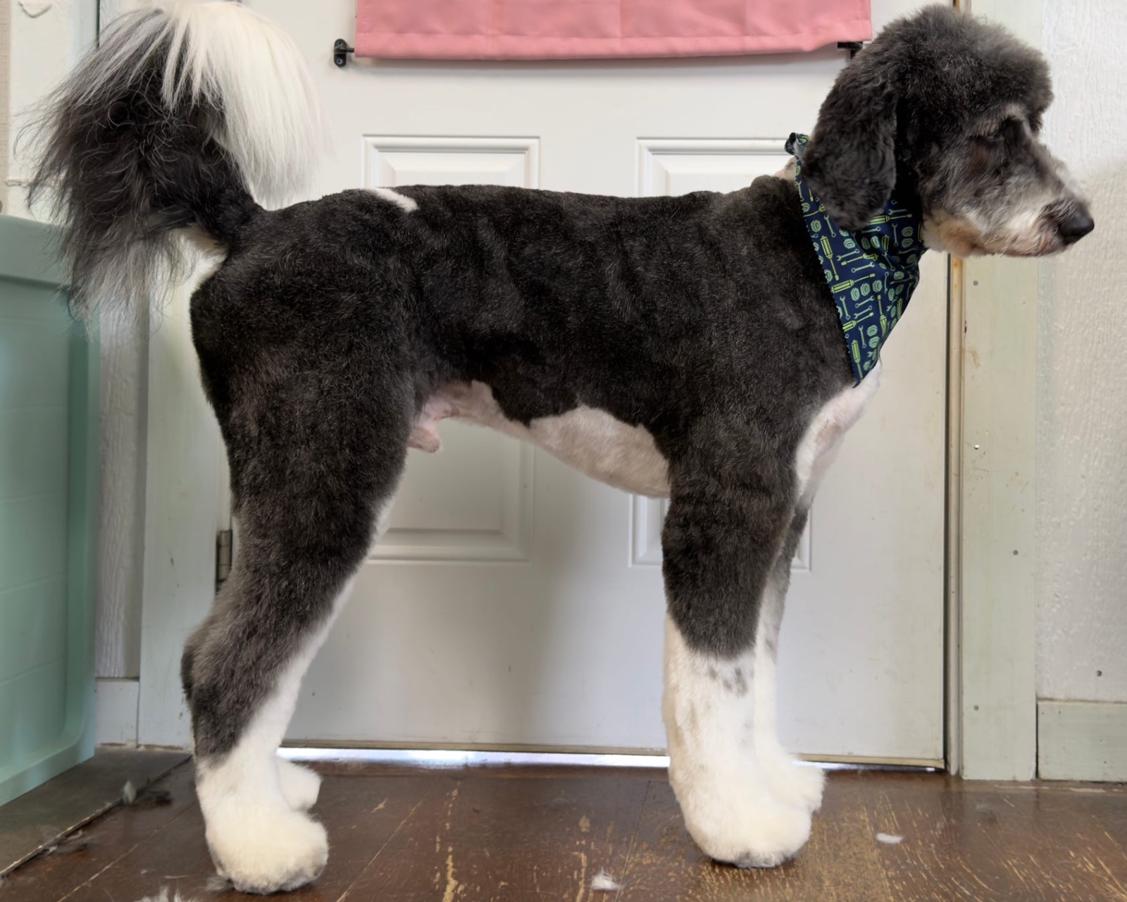 Mads Pawfect Grooms